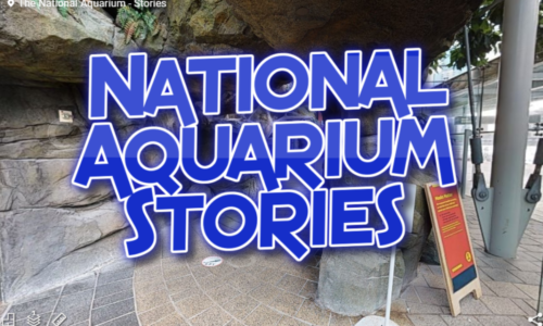 National Aquarium Stories